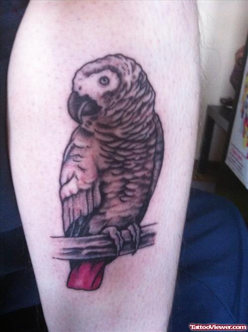 African Grey Owl Tattoo