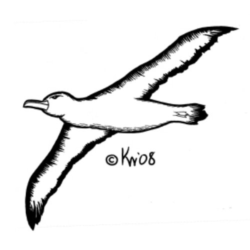 Flying Albatross Tattoo Design