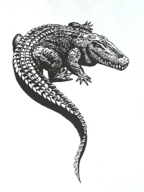 Best Grey Ink Alligator Tattoo Design