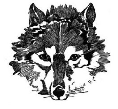 Wolf Head Animal Tattoo Design