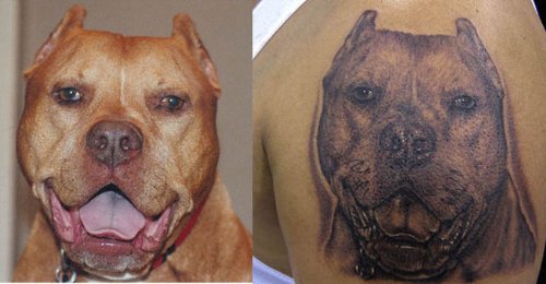 Grey Ink Pitbull Animal Tattoo On Left Back Shoulder