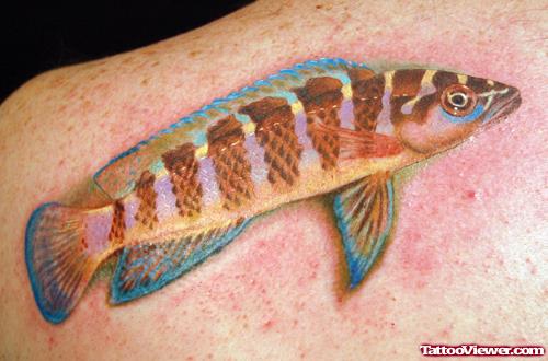 Aqua Fish Tattoo On Back Shoulder