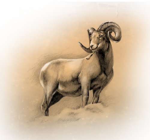 Amazing Goat Aries Tattoo Design