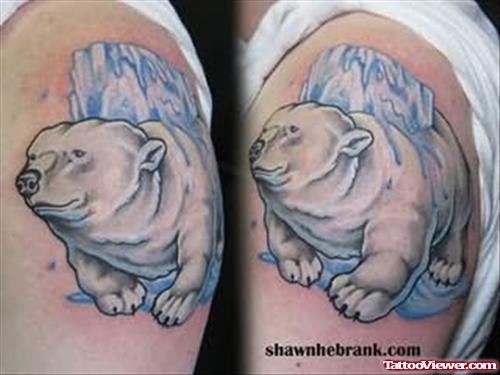 Polar Bear Tattoos  On Shoulders