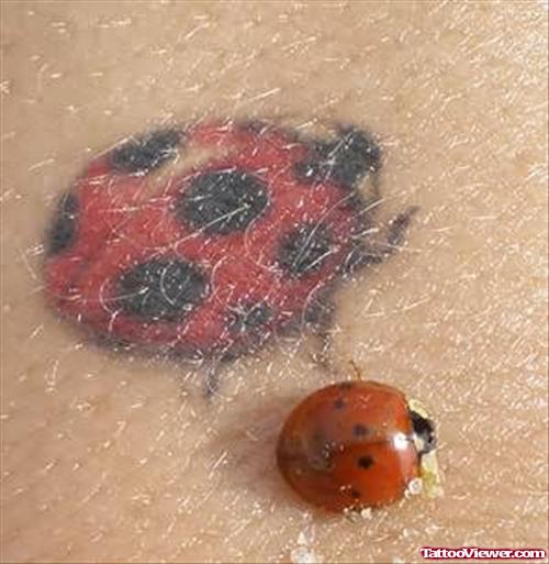 Lady Bug Tattoo & Real Bug