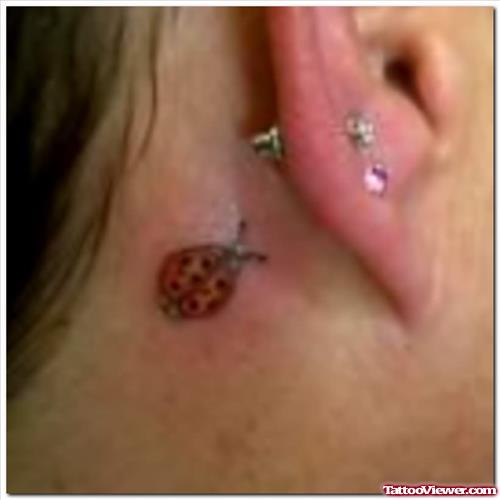 Lady Bug Tattoo On Back Ear
