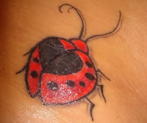 Lady Bug Tattoo For Body