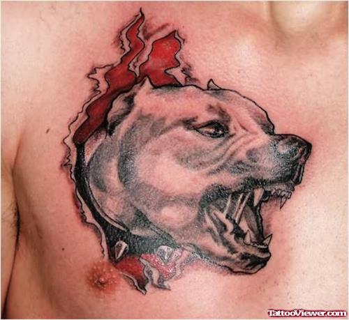 Pit Bull Angry Tattoo On Chest