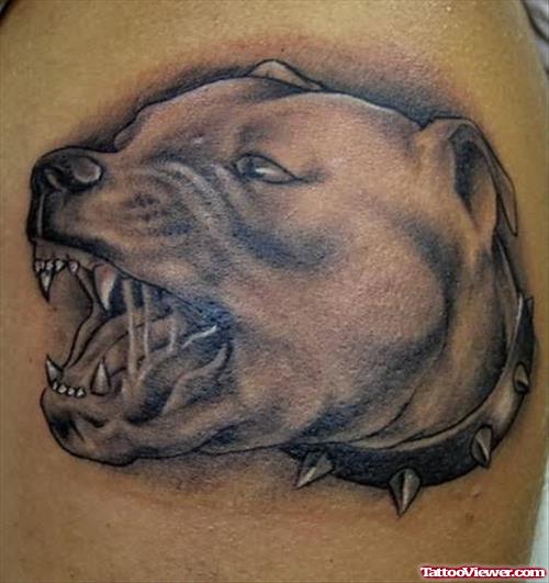 Mean Pit Bull Terrier Attack  Tattoo