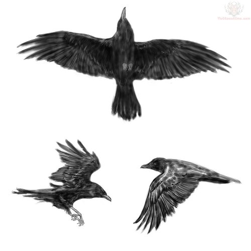 Crows Tattoos Designs