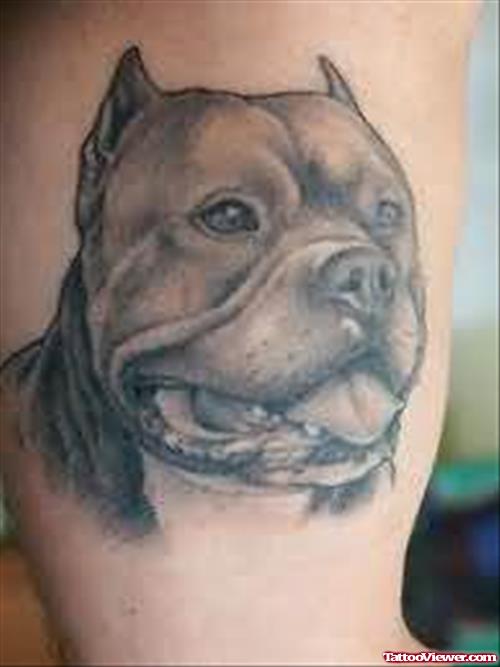 Bull Dog Face Tattoo image
