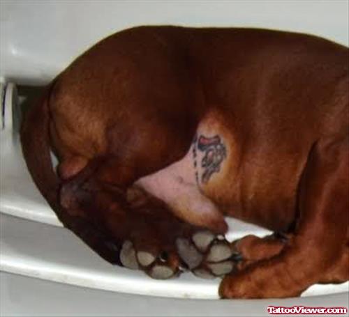 This little Weenie Dog has a Tattoo