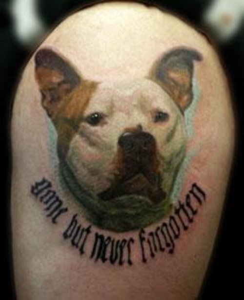 Pitbull Dog Tattoo On Shoulder