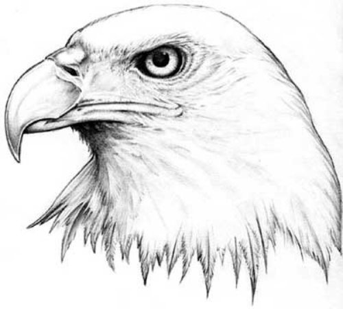 Eagle Head Tattoo Design For Girls