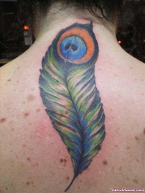 Colored Peacock Feather Tattoo On Upperback