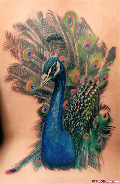 Awesome Colored Peacock Feather Tattoo