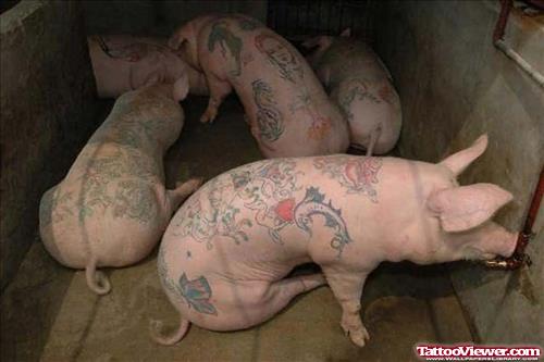 Pig Funny Tattoos