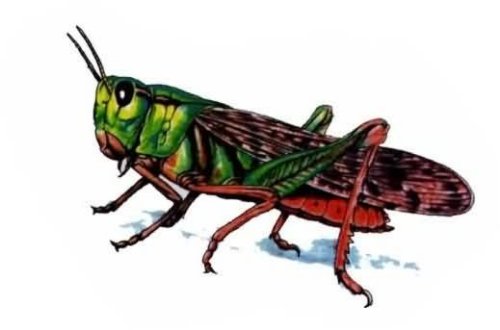 Colored Grasshopper Tattoo Design