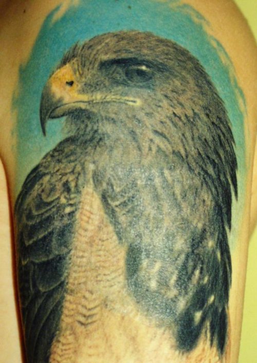 Color Ink Hawk Tattoo On Half Sleeve