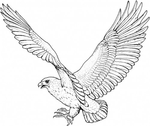 Flying Hawk Outline Tattoo Design