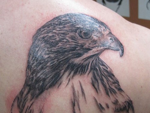 Grey Ink Hawk Tattoo On Back Shoulder