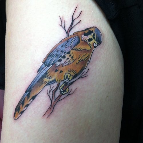 Amazing Hawk Colored Bicep Tattoo