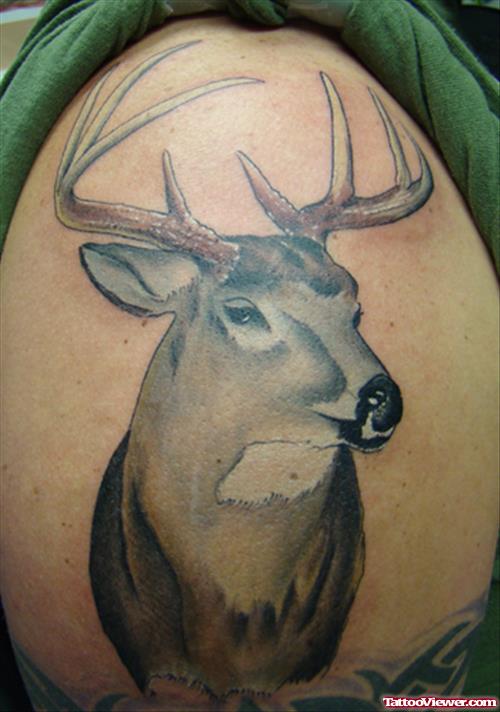 Grey Ink Deer Head Tattoo On Shoulder