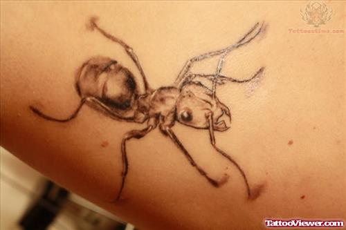 Nice Ant Tattoo
