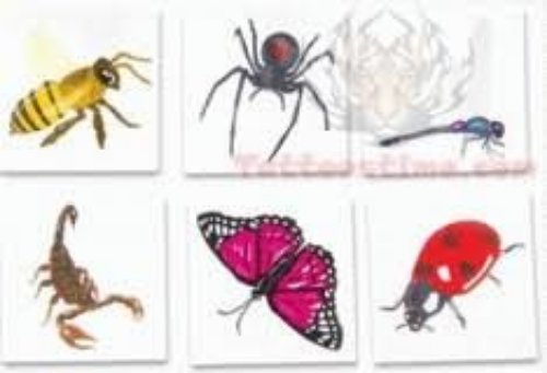 Insects Tattoos Samples