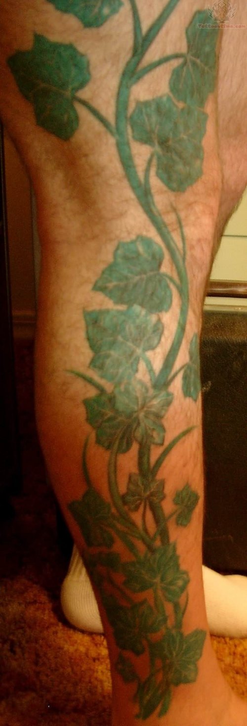 Beautiful Ivy Tattoo On Legs