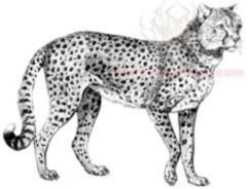 Jaguar Awesome Tattoo