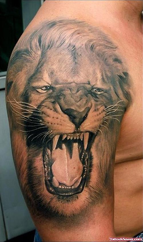 Angry Lion Tattoo On Man Right Shoulder