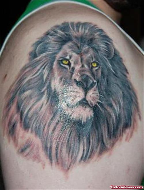 Beautiful Lion Tattoo On Right Shoulder