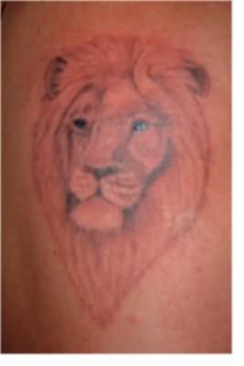 Tribal Coloured Lion Tattoo
