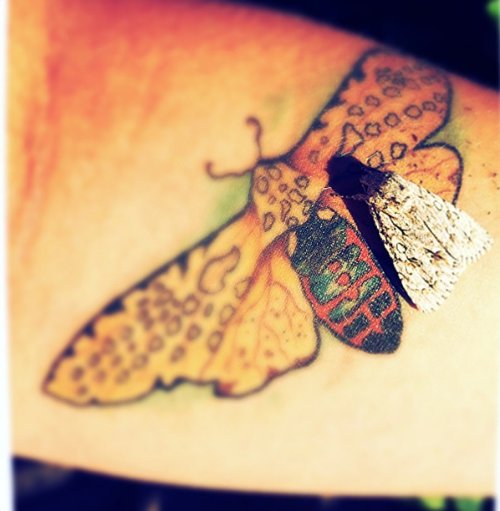 Left Arm Moth Tattoo