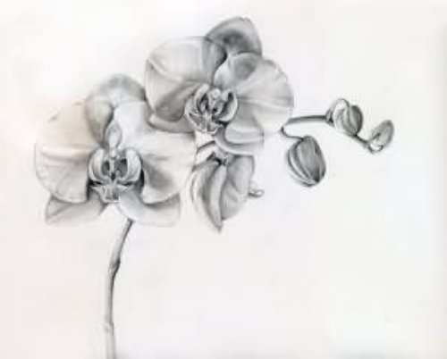 Attractive Grey Orchid Tattoos Design