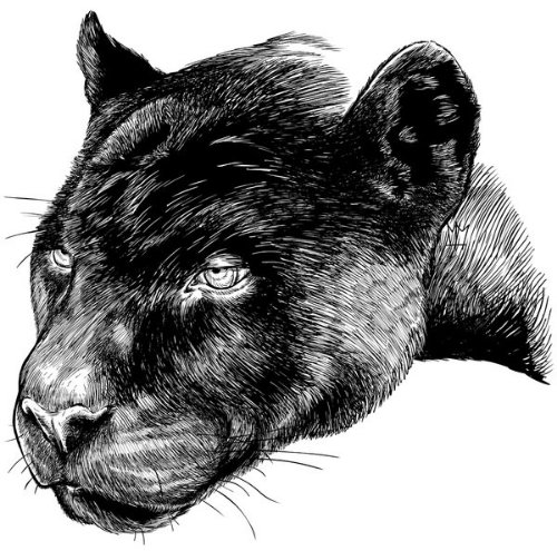 Black And Grey Panther Head Tattoo Design