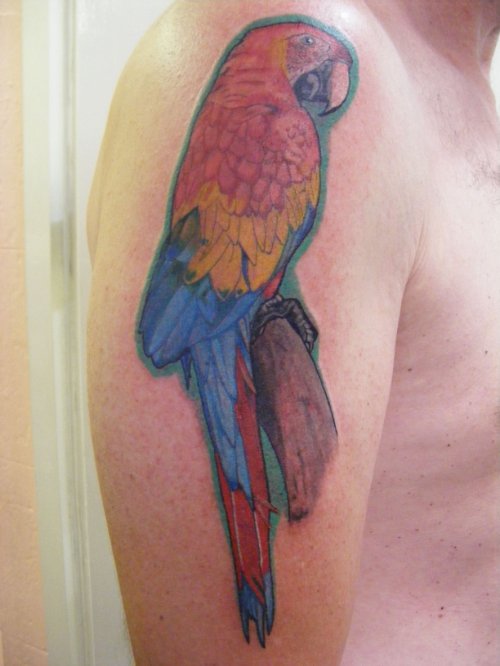 Nice Right Half Sleeve Parrot Tattoo