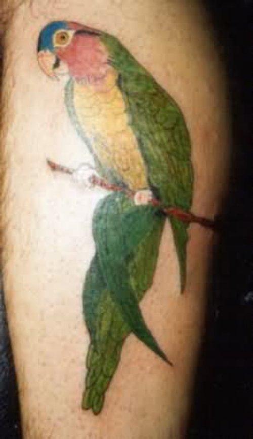 Green Ink Parrot Bird Tattoo