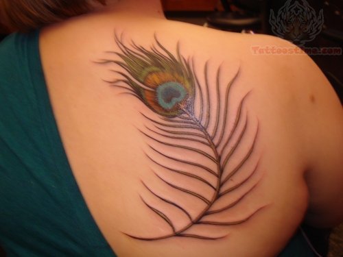 Peacock Feather Tattoo On Back Shoulder