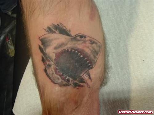 Shark Tattoo On Knee