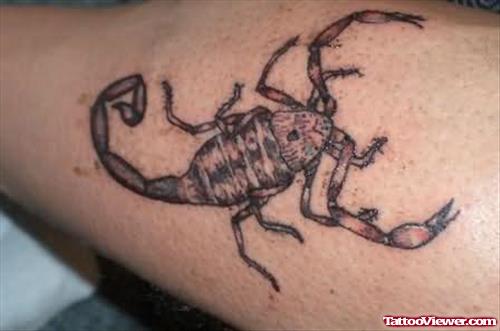 Spider Scorpion Tattoo Design