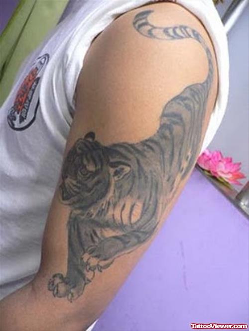 Amazing Grey Ink Tiger Tattoo on Man Left Sleeve