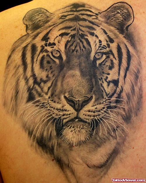 Amazing Grey Ink Tiger Tattoo On Back Shoulder