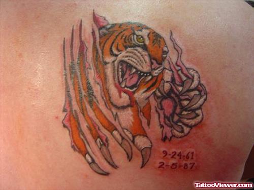 Ripped Skin Tiger Tattoo On Right Back Shoulder