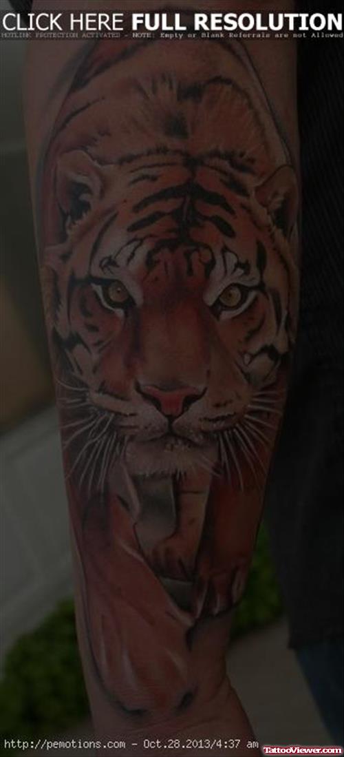 Awesome Color Ink Tiger Tattoo On Right Sleeve