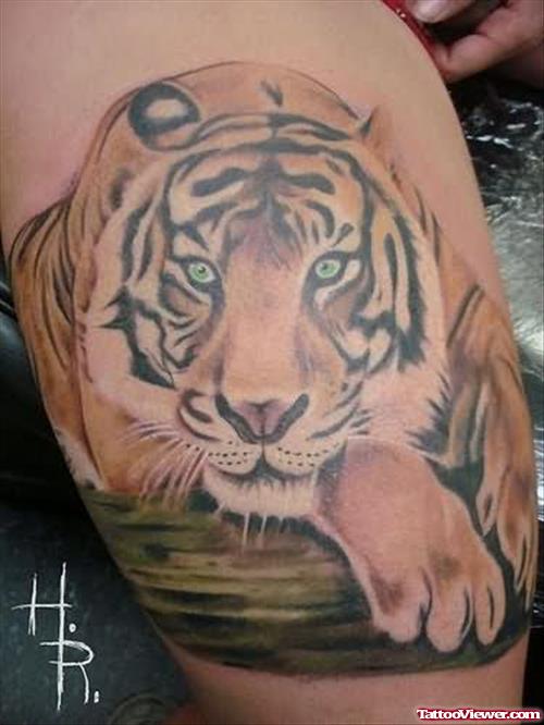 Tiger Tattoo Pictures Gallery