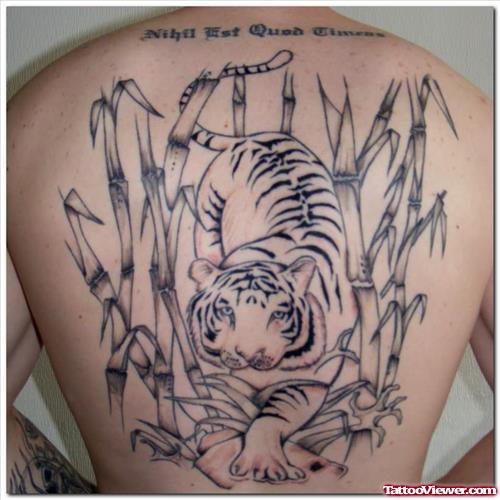 Tiger Tattoo Designs Pictures