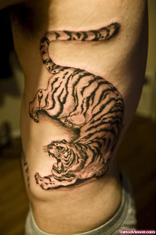 Angry Tiger Sitting On Side Rib