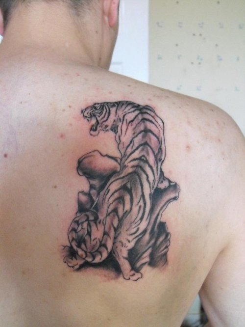 Grey Ink Tiger Tattoo On Right Back Shoulder